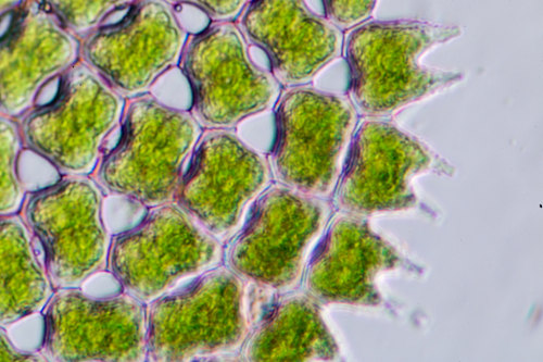 fitoplancton-no-microscopio